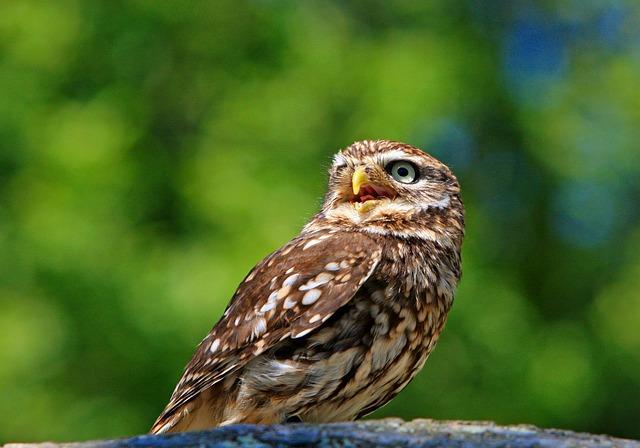 Bobr obecný: Základní informace o tomto fascinujícím zvířeti