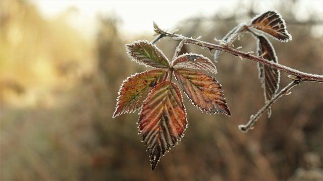 Naturfoto Evropského Bobra: Zachycení Divoké Přírody