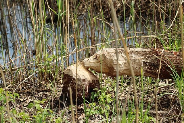 Bobr a mops: Jak se bobři a mopslíci mohou setkat