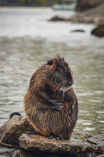 Do jaké zoogeografické oblasti patří bobr: Vysvětlení