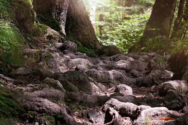 Bobří stezka: Naučná trasa plná dobrodružství