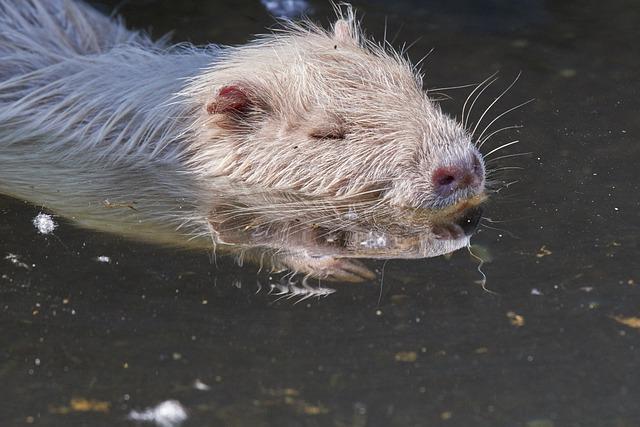 Bobr vs nutrie: Kdo je lepší stavitel, bobr nebo nutrie?