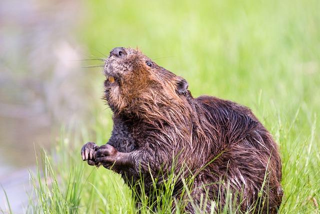 Bobr domek: Jak bobři staví své domky a hnízda