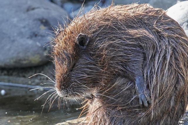 Bobr a nutrie: Jaký je mezi nimi rozdíl?