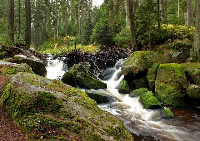 Bobr evropský Šumava: Kde a jak je najít?