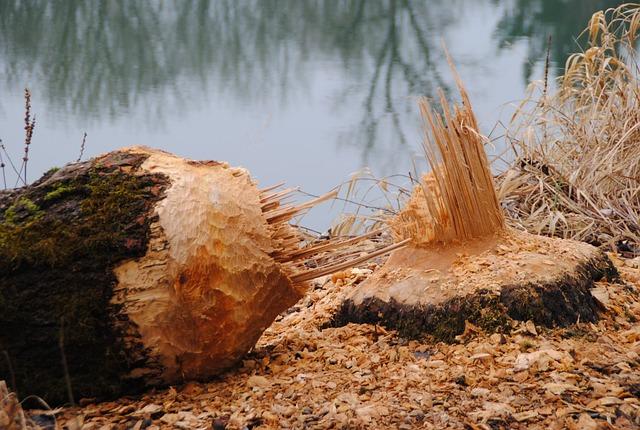 Jak plašit bobra: Nejlepší způsoby, jak odradit bobra evropského