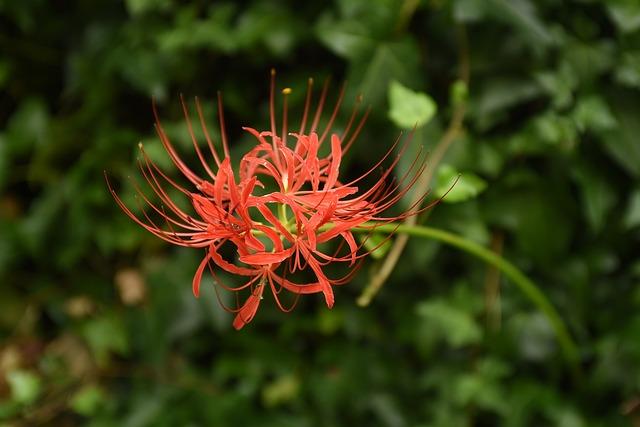 Fascinující fotografie evropského bobříka z ‌blízka