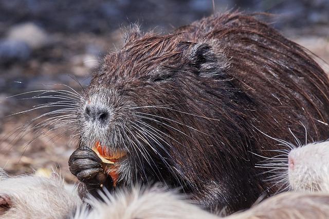 Nutrie a bobři: Popis obou vodních hlodavců