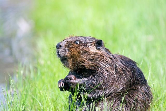 Bobr u srubu: ​Jak bobři ovlivňují okolí srubů