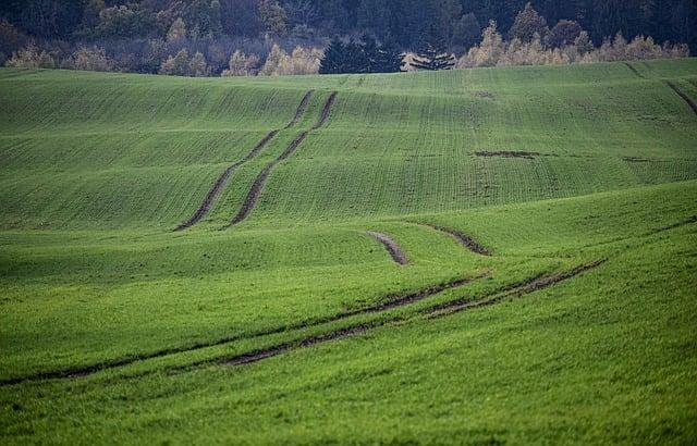 Bobrí stopy jako známka přítomnosti bobrů: Jak interpretovat