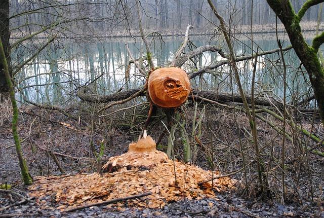 Jak zahlédnout bobra: Tipy na úspěšné pozorování