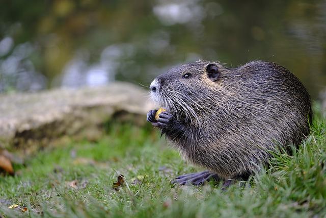 Ondatra vs nutrie vs bobr: Rozdíly ve stravování