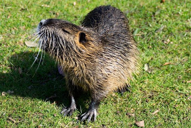 Ondatra, nutrie a bobr: Vliv na životní prostředí