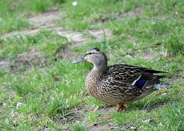 - Jak podpořit samici bobra evropského v období po porodu