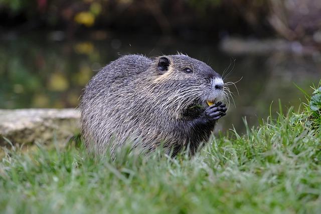 Ondatra, nutrie a bobr: Přehled rozdílů