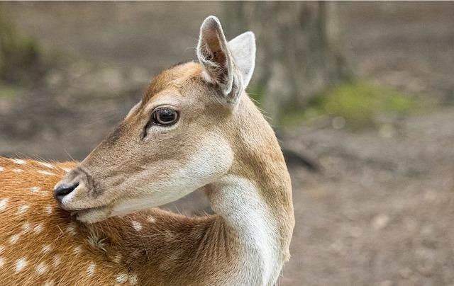 Proč je důležité rozpoznat zvuk bobříka evropského?