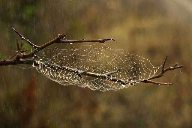 Habitat evropského bobřího populace: Ideální prostředí a území