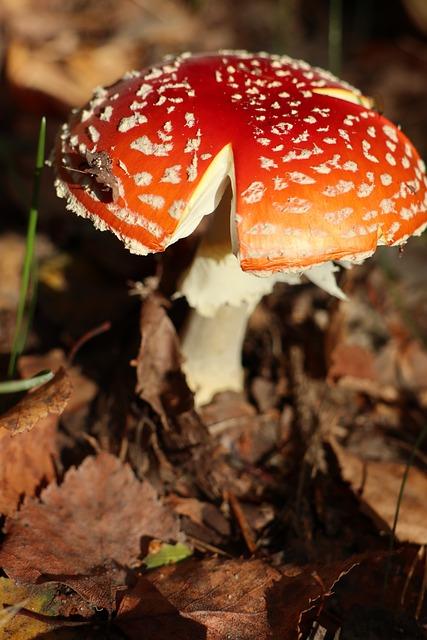 Rizika spojená s Bobřími Hrázemi a Jak Řešit Potenciální Problémy