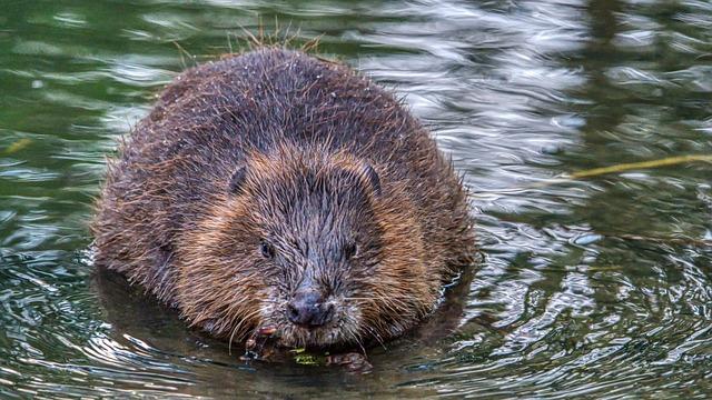 Bobr evropský Odra: Fascinující návrat bobrů na řece Odře