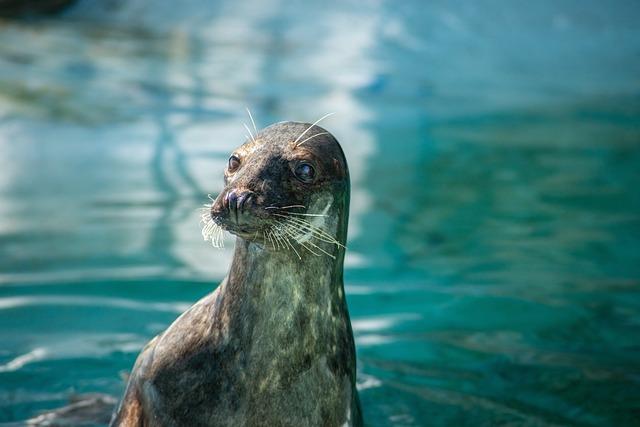 Biologie a chování bobra: Jak se liší od jiných druhů zvířat